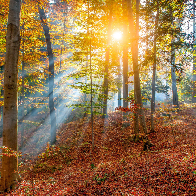 Quattro passi nel bosco delle Sette valli nelle Gole del Fersinone