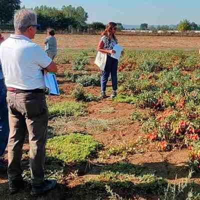 Coltivazione sostenibile di pomodoro e olivo, UniPg coordina SafeH2OFarm